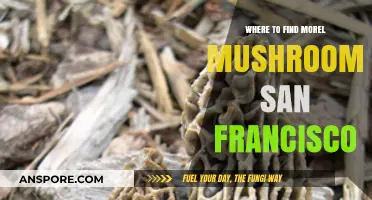 San Francisco's Hidden Morel Mushroom Hunting Spots Revealed