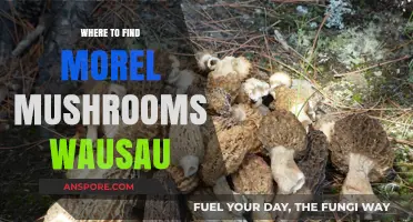 Discover Wausau's Best Morel Mushroom Hunting Spots & Tips