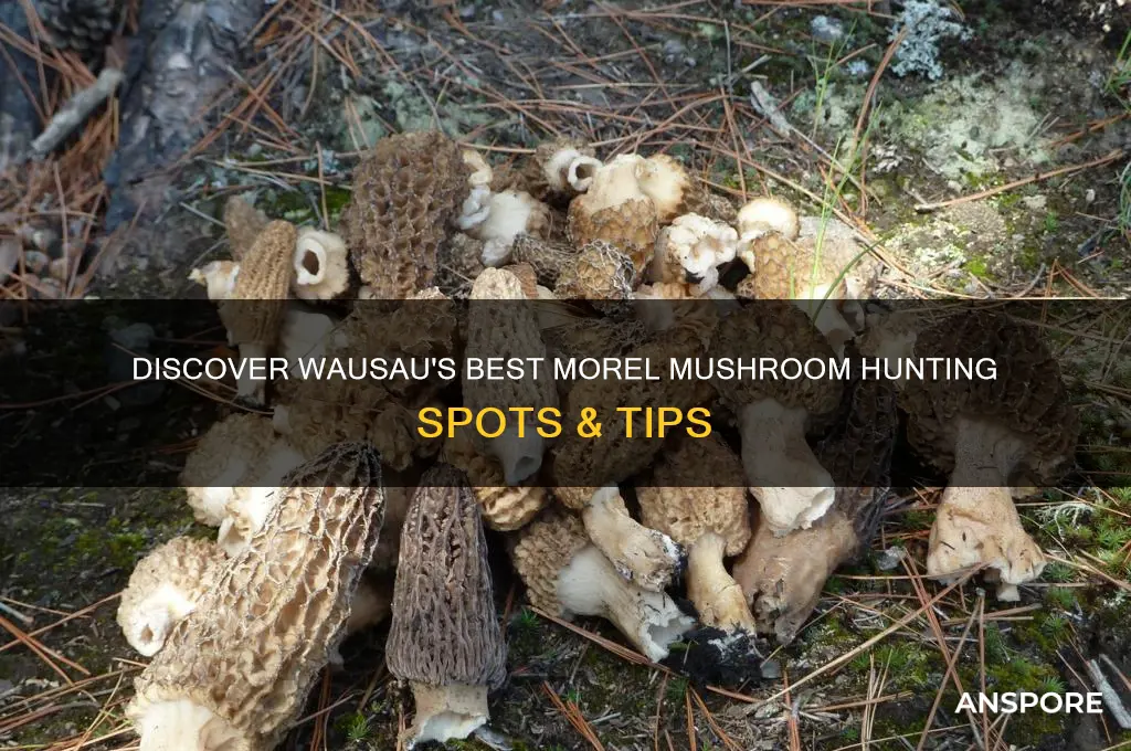 where to find morel mushrooms wausau