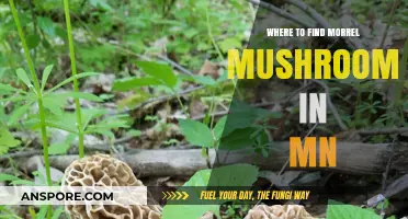 Discovering Minnesota's Hidden Morrel Mushrooms: Top Spots to Hunt