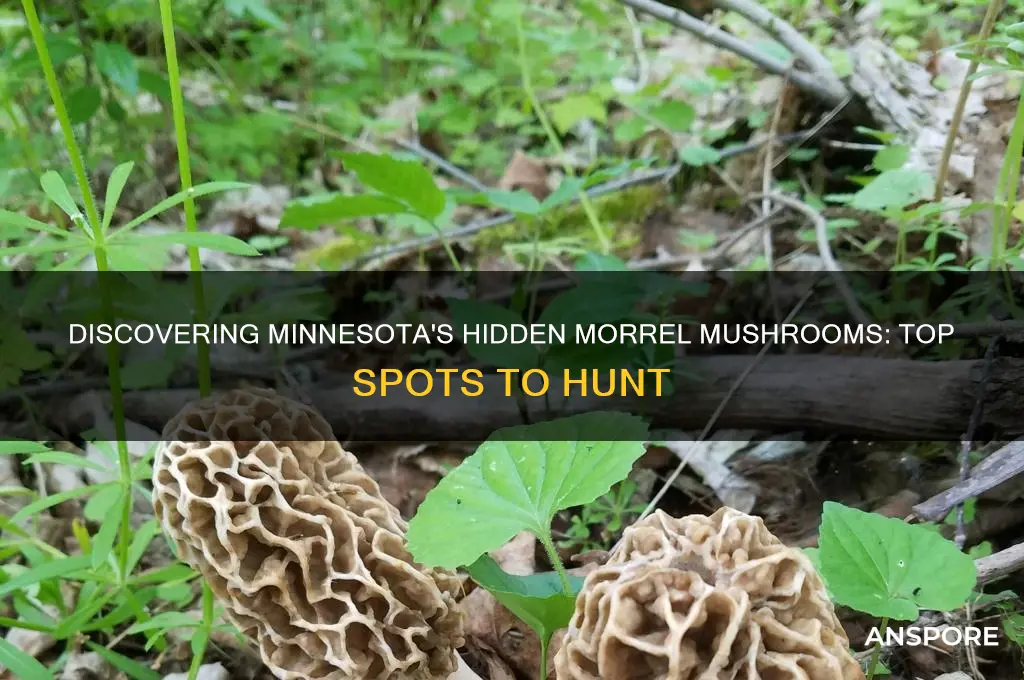 where to find morrel mushrooms in mn