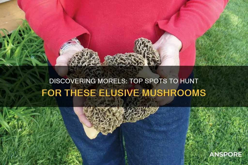 where to find morrel mushrooms