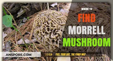 Discovering Morrell Mushrooms: Top Locations for Foraging Success