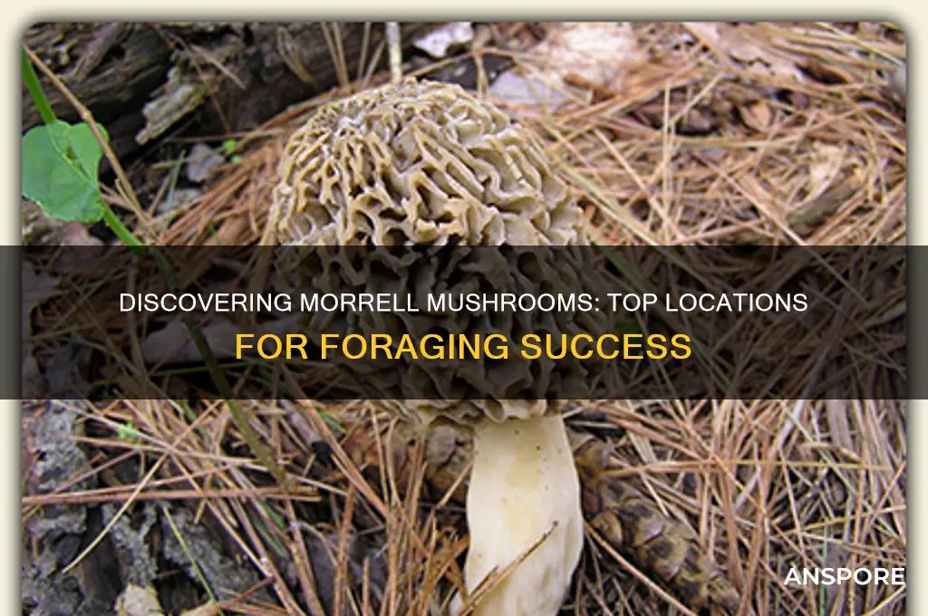where to find morrell mushrooms