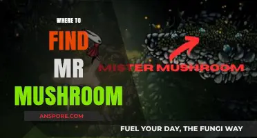 Discovering Mr. Mushroom: Top Spots to Find This Elusive Fungi