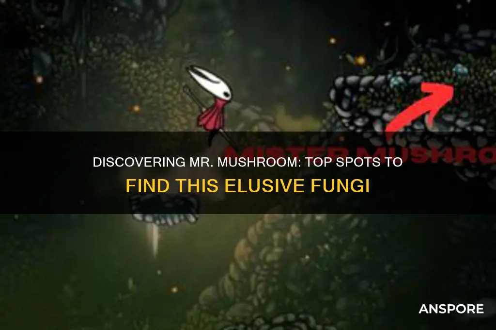 where to find mr mushroom