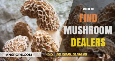 Discovering Reliable Mushroom Dealers: A Guide to Safe Sources