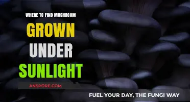 Sun-Kissed Mushrooms: Discovering Natural Sunlight-Grown Varieties