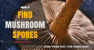 Discovering Mushroom Spores: Top Locations and Collection Tips