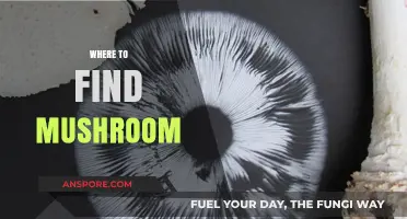 Discover the Best Spots to Find Wild Mushrooms Near You