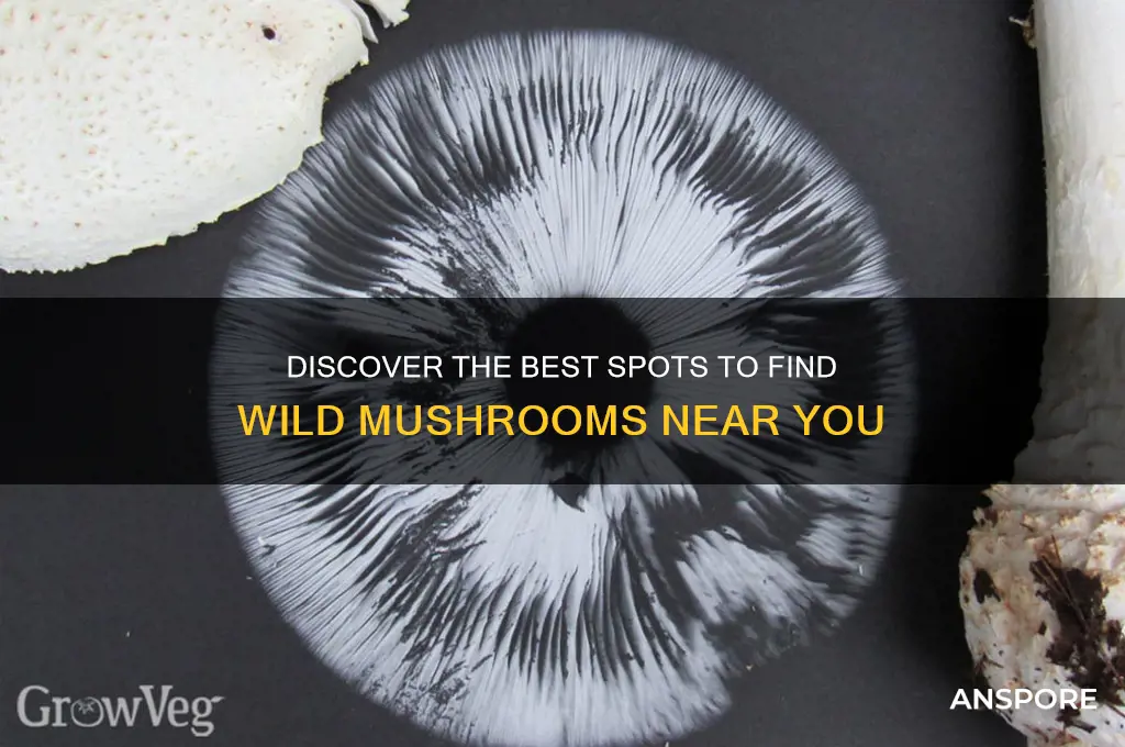 where to find mushroom