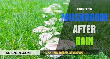 Post-Rain Mushroom Hunting: Best Spots to Find Fungi After Showers