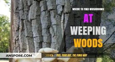 Discover Hidden Mushrooms in Weeping Woods: Top Spots to Explore