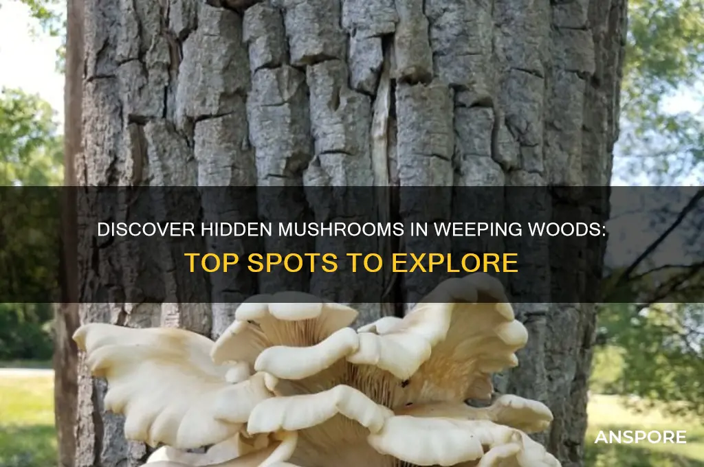 where to find mushrooms at weeping woods