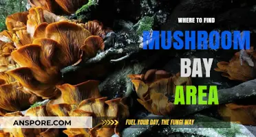 Discover Bay Area Mushroom Hotspots: A Forager's Ultimate Guide