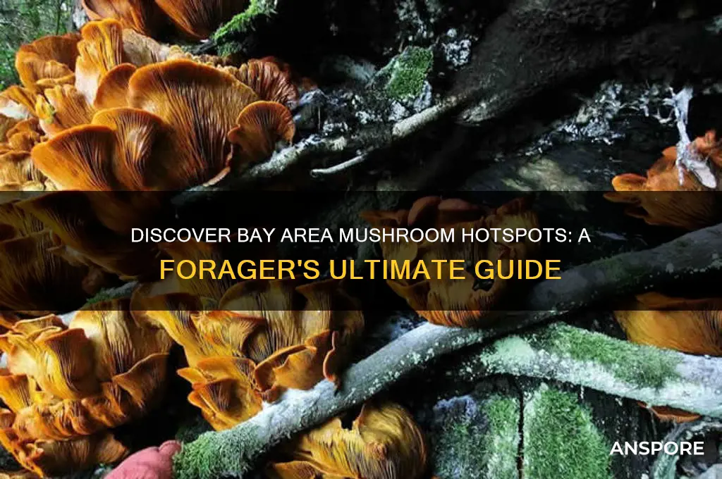 where to find mushrooms bay area