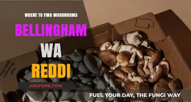 Best Spots to Find Mushrooms in Bellingham, WA: Reddit Tips