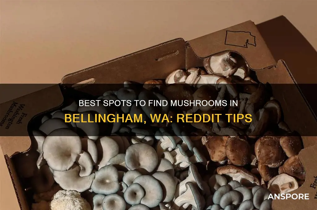 where to find mushrooms bellingham wa reddi