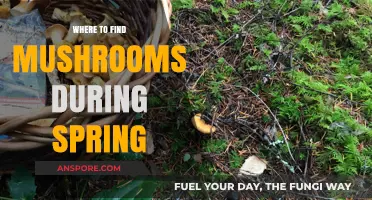 Spring Mushroom Hunting: Best Spots to Find Fresh Fungi