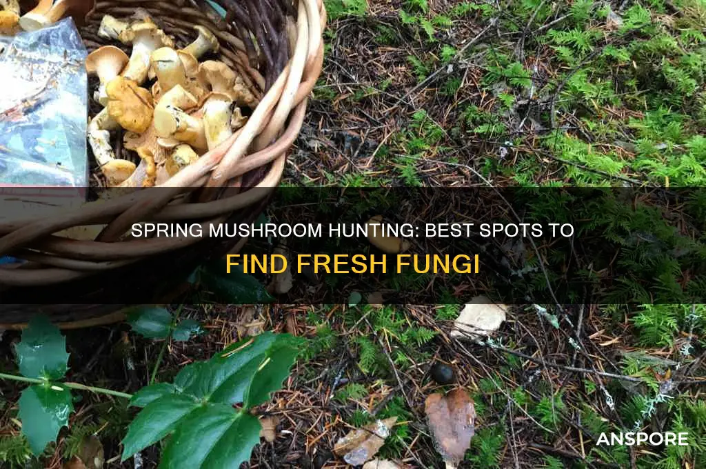 where to find mushrooms during spring