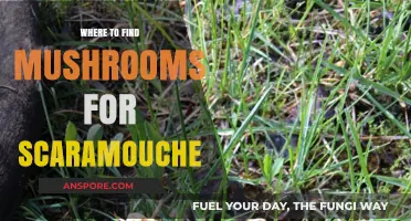 Discover Scaramouche's Favorite Mushrooms: Top Spots to Hunt and Forage