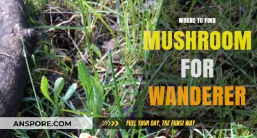 Discovering Mushroom Havens: A Wanderer's Guide to Foraging Spots