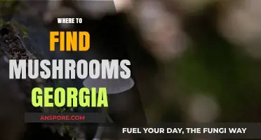 Discover Georgia's Best Mushroom Foraging Spots: A Guide to Hidden Gems