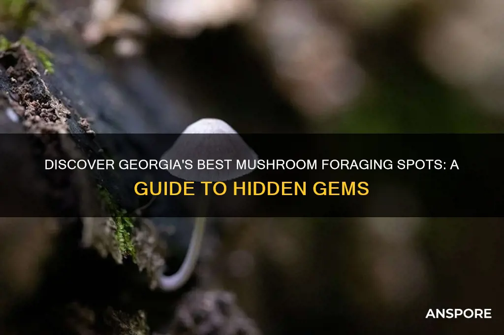 where to find mushrooms georgia