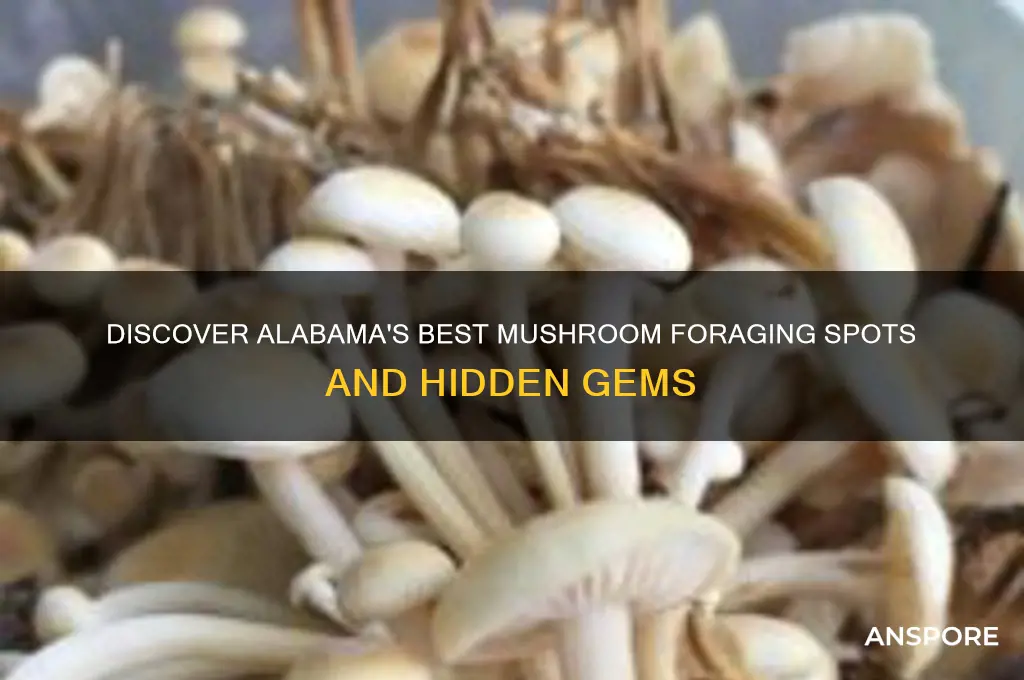 where to find mushrooms in alabama