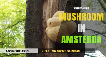 Discover Amsterdam's Best Spots for Mushroom Foraging and Exploration