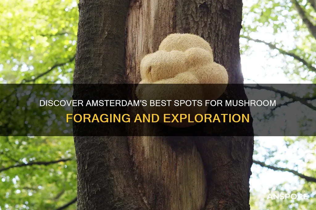 where to find mushrooms in amsterdam