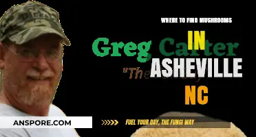 Discover Asheville's Best Mushroom Foraging Spots and Hidden Gems