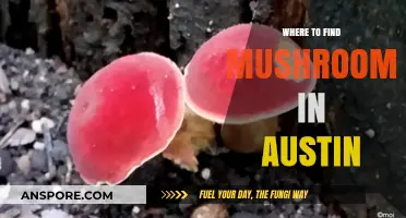 Discover Austin's Best Mushroom Hunting Spots: A Forager's Guide