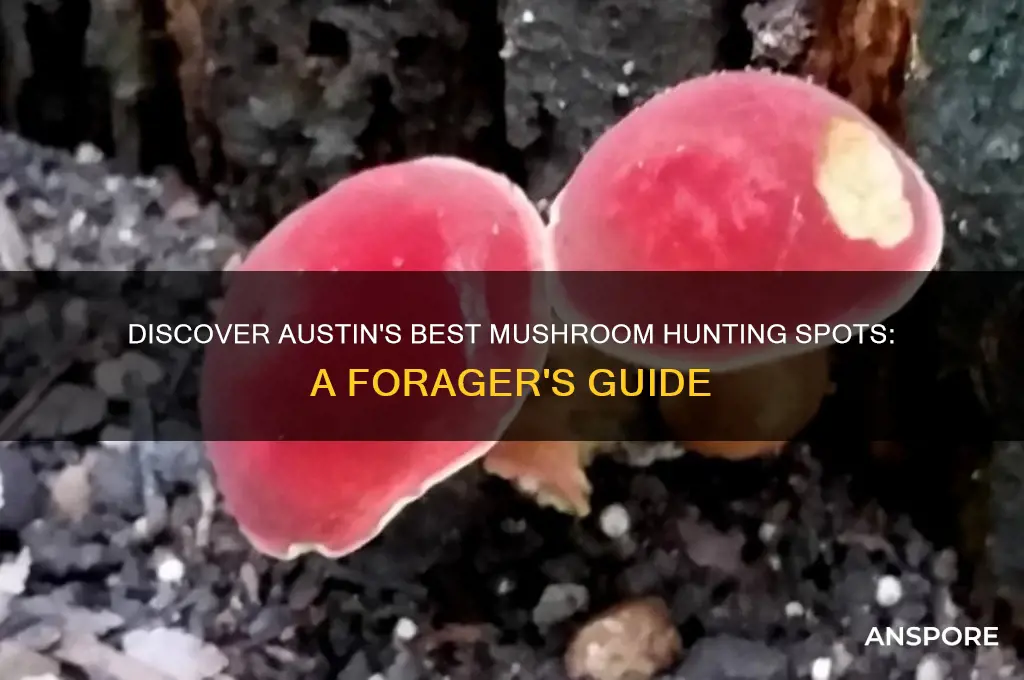 where to find mushrooms in austin