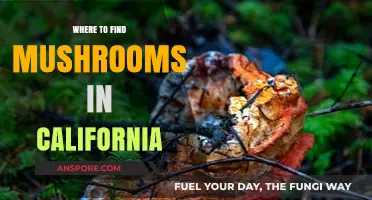 California's Best Mushroom Foraging Spots: A Guide to Hidden Treasures