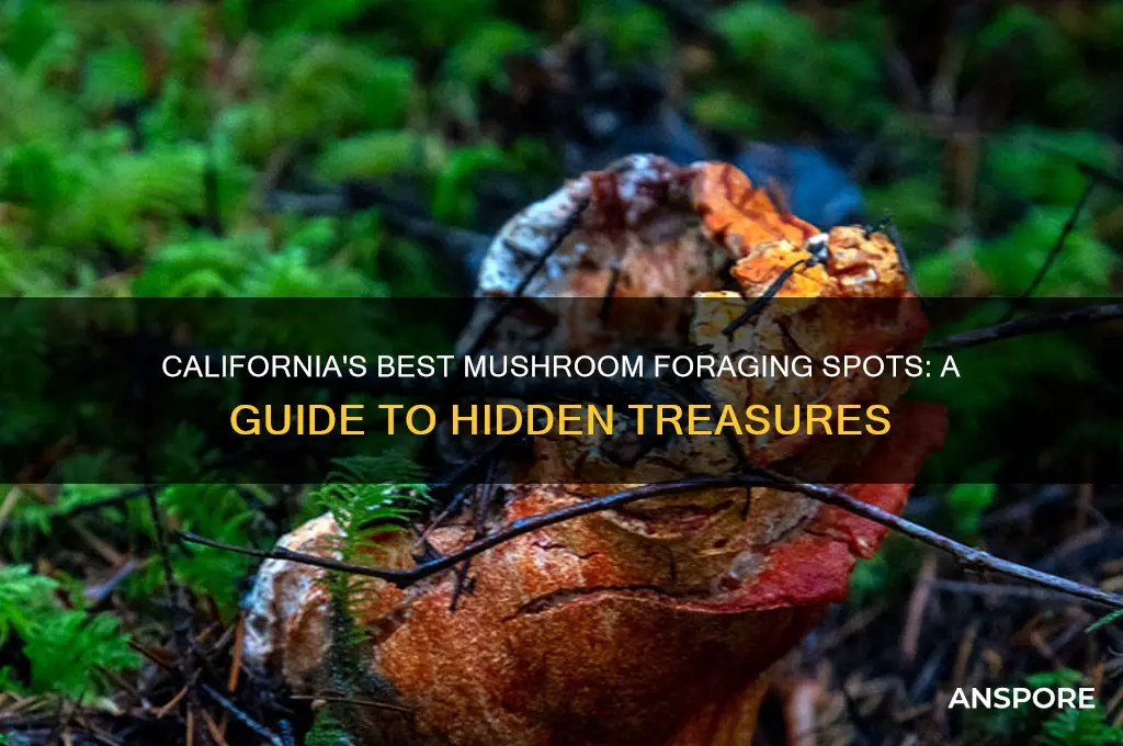 where to find mushrooms in california