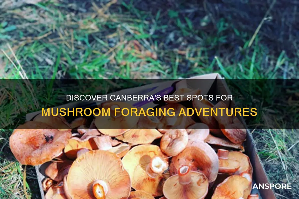 where to find mushrooms in canberra