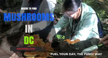 Discovering DC's Hidden Mushroom Spots: A Forager's Urban Guide