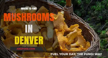 Denver's Best Spots for Mushroom Hunting: A Forager's Guide