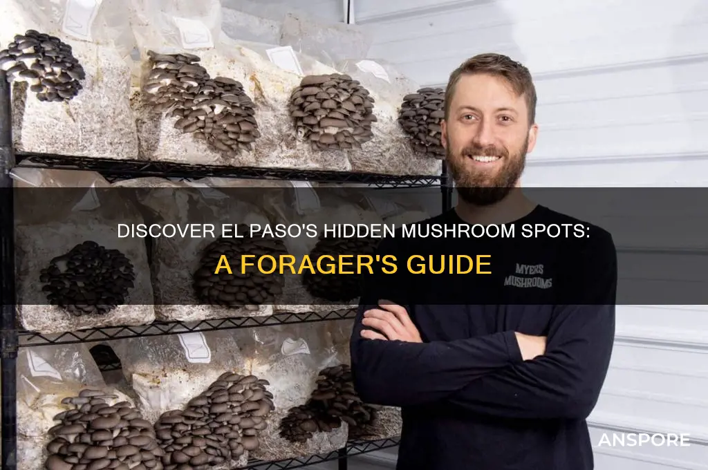 where to find mushrooms in el paso