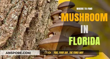 Discover Florida's Best Mushroom Hunting Spots: A Forager's Guide