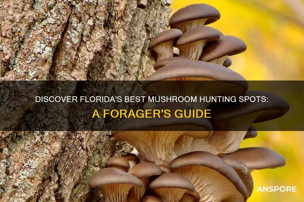 where to find mushrooms in florida