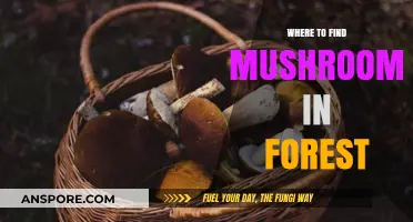 Discovering Forest Fungi: Prime Spots to Find Mushrooms in the Woods