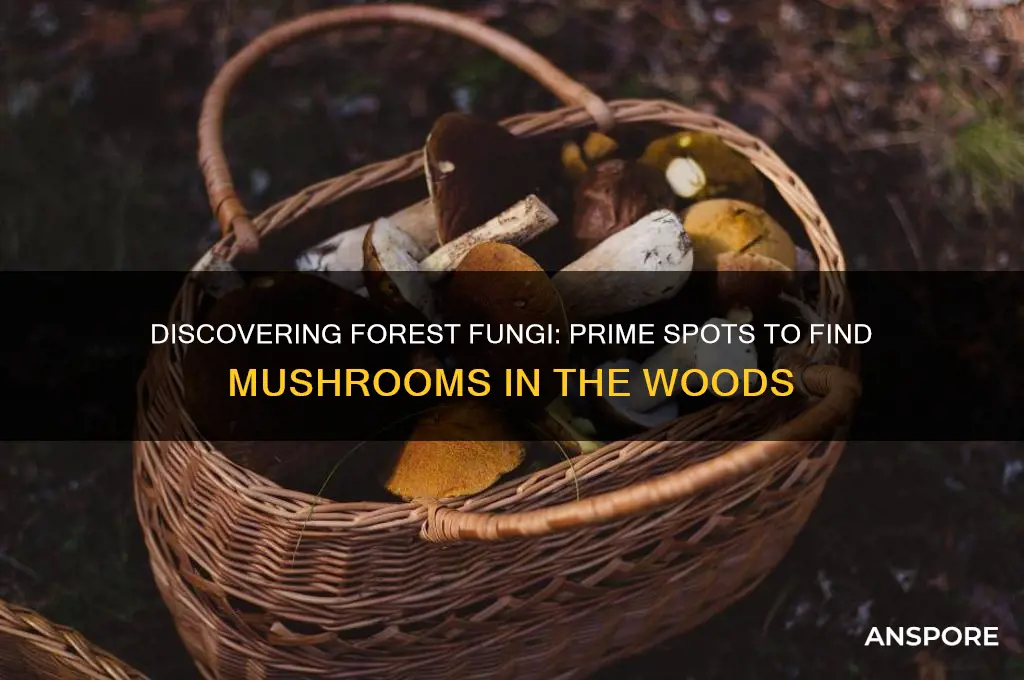 where to find mushrooms in forest