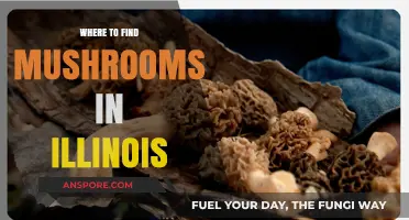 Discover Illinois' Best Mushroom Foraging Spots: A Guide to Hidden Gems