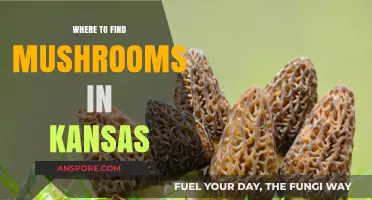 Discover Kansas' Best Mushroom Foraging Spots: A Guide to Hidden Gems