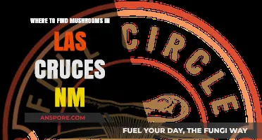 Discovering Las Cruces NM's Best Mushroom Hunting Spots and Tips