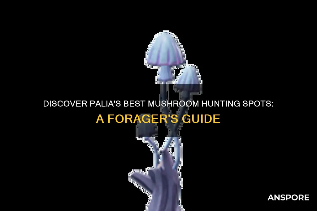 where to find mushrooms in palia