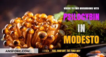 Exploring Modesto: Locating Psilocybin Mushrooms in Nature Safely
