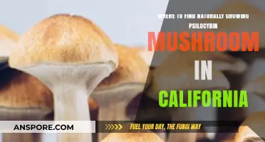 Exploring California's Wild Psilocybin Mushrooms: Natural Habitats and Locations